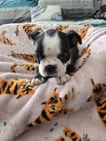 AKC Boston Terrier #2, a female Boston Terrier for sale in Oakley, CA – Photo 5 of 10