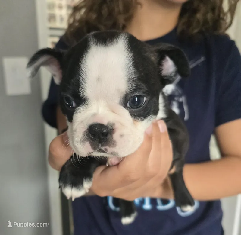 AKC Boston Terrier #2 – Boston Terrier puppy for sale in Oakley, CA