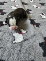 AKC Boston Terrier, a male Boston Terrier for sale in Oakley, CA – 2 of 7