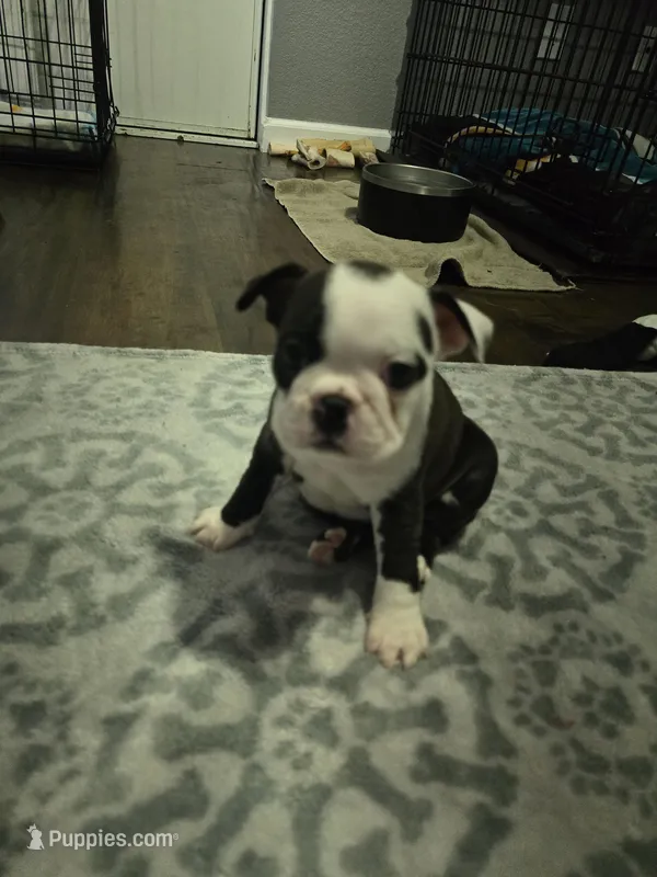 AKC Boston Terrier #3 – Boston Terrier puppy for sale in Oakley, CA