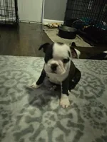 AKC Boston Terrier #3, a female Boston Terrier for sale in Oakley, CA – Photo 1 of 10