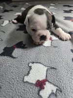 AKC Boston Terrier #3, a female Boston Terrier for sale in Oakley, CA – Photo 8 of 10