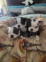AKC Boston Terrier #3, a female Boston Terrier for sale in Oakley, CA – Photo 2 of 10