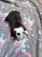 AKC Boston Terrier #3, a female Boston Terrier for sale in Oakley, CA – Photo 9 of 10