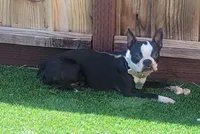 AKC Boston Terrier #3, a female Boston Terrier for sale in Oakley, CA – Photo 5 of 10