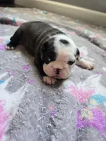 AKC Boston Terrier #3, a female Boston Terrier for sale in Oakley, CA – Photo 10 of 10