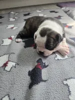 AKC Boston Terrier #3, a female Boston Terrier for sale in Oakley, CA – Photo 7 of 10