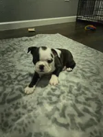 AKC Boston Terrier #3, a female Boston Terrier for sale in Oakley, CA – Photo 2 of 10