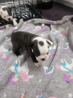 AKC Boston Terrier #3, a female Boston Terrier for sale in Oakley, CA – Photo 4 of 10