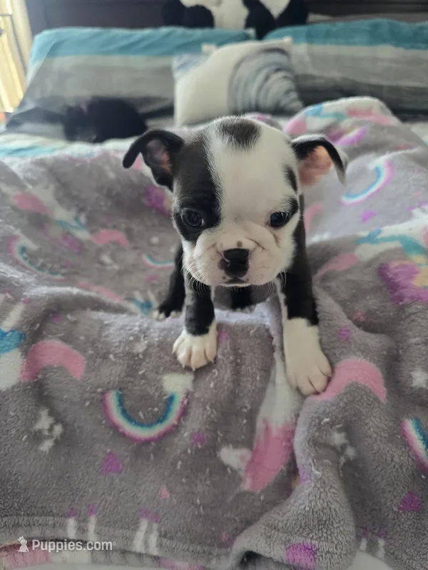 AKC Boston Terrier #3 – Boston Terrier puppy for sale in Oakley, CA