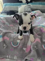 AKC Boston Terrier #3, a female Boston Terrier for sale in Oakley, CA – Photo 1 of 10