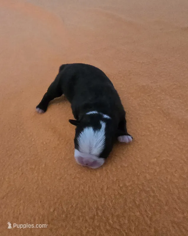 AKC Boston Terrier – Boston Terrier puppy for sale in Oakley, CA