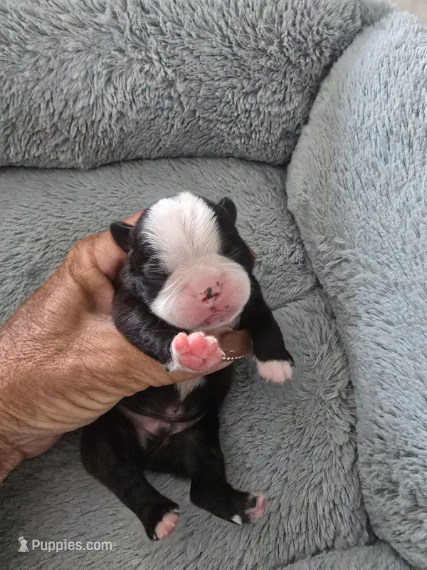 AKC Boston Terrier – Boston Terrier puppy on hold in Oakley, CA