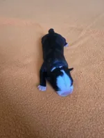 AKC Boston Terrier, a male Boston Terrier for sale in Oakley, CA – 4 of 7