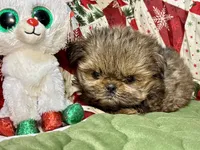 Clyde, a male Shih Tzu for sale in Shirley, NY – Photo 6 of 8
