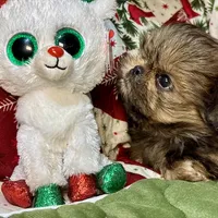 Clyde, a male Shih Tzu for sale in Shirley, NY – Photo 4 of 8