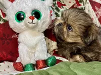 Clyde, a male Shih Tzu for sale in Shirley, NY – Photo 4 of 8