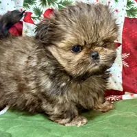 Clyde, a male Shih Tzu for sale in Shirley, NY – Photo 2 of 8