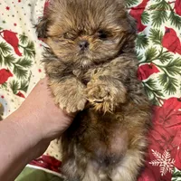Clyde, a male Shih Tzu for sale in Shirley, NY – Photo 7 of 8
