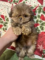 Clyde, a male Shih Tzu for sale in Shirley, NY – Photo 7 of 8