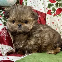 Clyde, a male Shih Tzu for sale in Shirley, NY – Photo 8 of 8