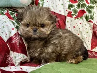 Clyde, a male Shih Tzu for sale in Shirley, NY – Photo 8 of 8