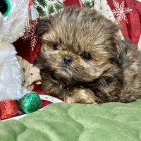 Clyde, a male Shih Tzu for sale in Shirley, NY – Photo 3 of 8