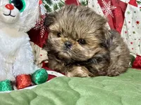 Clyde, a male Shih Tzu for sale in Shirley, NY – Photo 3 of 8