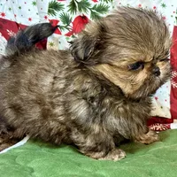 Clyde, a male Shih Tzu for sale in Shirley, NY – Photo 5 of 8
