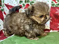 Clyde, a male Shih Tzu for sale in Shirley, NY – Photo 5 of 8