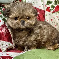 Clyde, a male Shih Tzu for sale in Shirley, NY – Photo 1 of 8