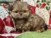 Clyde, a male Shih Tzu for sale in Shirley, NY – Photo 1 of 8