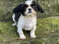 Domino, a male Shih Tzu for sale in Shirley, NY – 3 of 4