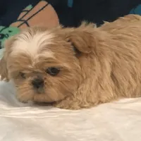 Phoebe AKC, a female Shih Tzu for sale in Shirley, NY – Photo 4 of 6