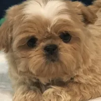 Phoebe AKC, a female Shih Tzu for sale in Shirley, NY – Photo 3 of 6