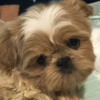 Phoebe AKC, a female Shih Tzu for sale in Shirley, NY – Photo 1 of 6