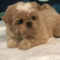 Phoebe AKC, a female Shih Tzu for sale in Shirley, NY – Photo 2 of 6
