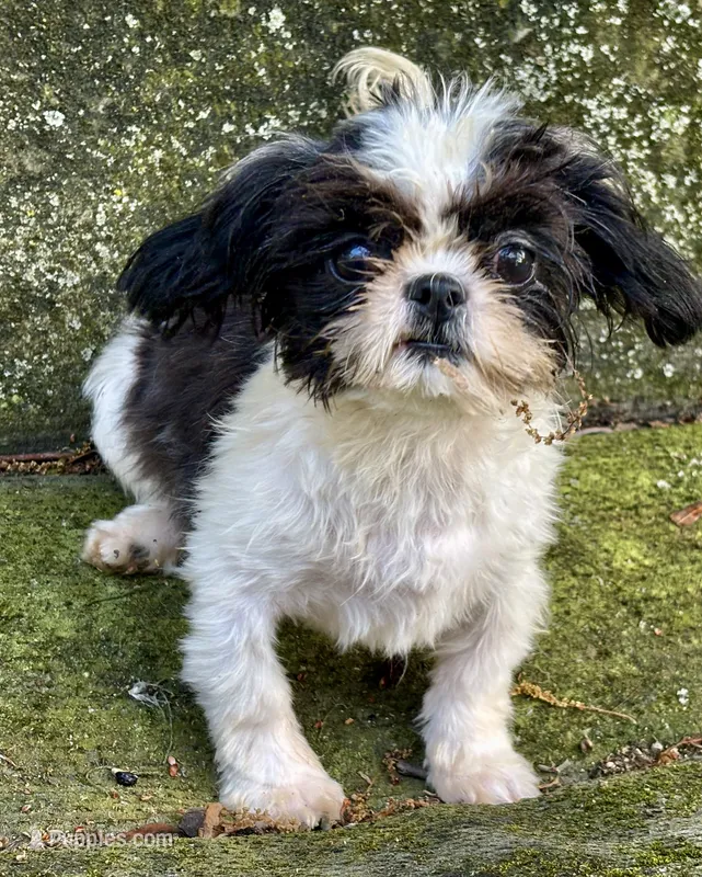 Domino – Shih Tzu puppy for sale in Shirley, NY