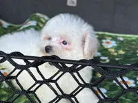 Bingo, a female Shih Tzu for sale in Shirley, NY – 3 of 3