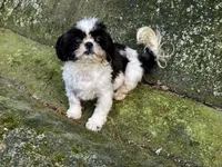 Domino, a male Shih Tzu for sale in Shirley, NY – 4 of 4