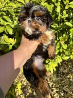 Harlequin , a male Shih Tzu for sale in Shirley, NY – Photo 4 of 9