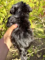 Harlequin , a male Shih Tzu for sale in Shirley, NY – Photo 9 of 9