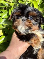 Harlequin , a male Shih Tzu for sale in Shirley, NY – Photo 2 of 9