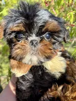 Harlequin , a male Shih Tzu for sale in Shirley, NY – Photo 6 of 9