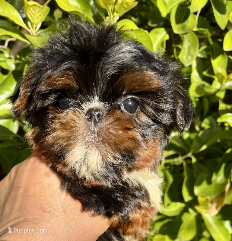 Harlequin , a male Shih Tzu for sale in Shirley, NY – Photo 1 of 9