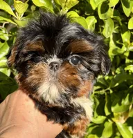 Harlequin , a male Shih Tzu for sale in Shirley, NY – Photo 1 of 9