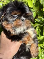 Harlequin , a male Shih Tzu for sale in Shirley, NY – Photo 3 of 9