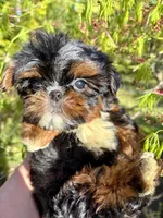 Harlequin , a male Shih Tzu for sale in Shirley, NY – Photo 7 of 9