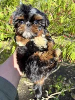 Harlequin , a male Shih Tzu for sale in Shirley, NY – Photo 8 of 9