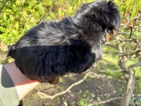 Harlequin , a male Shih Tzu for sale in Shirley, NY – Photo 5 of 9